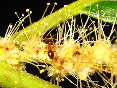Castanea crenata