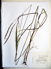Elymus pendulinus