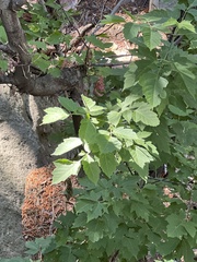 Acer negundo interius