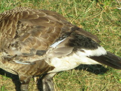 Branta canadensis