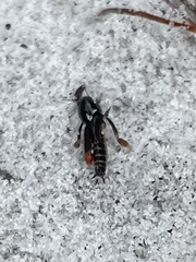 Neotridactylus archboldi