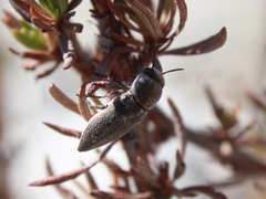 Nanularia cupreofusca
