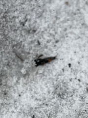 Neotridactylus archboldi