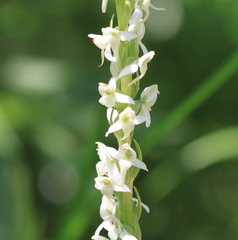 Platanthera dilatata
