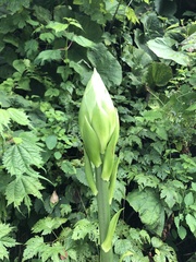 Cardiocrinum