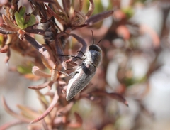 Nanularia cupreofusca