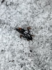 Neotridactylus archboldi