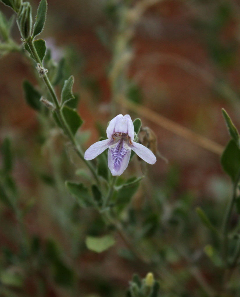 Asystasia atriplicifolia