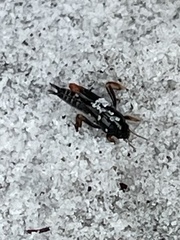 Neotridactylus archboldi
