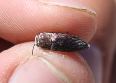 Nanularia cupreofusca