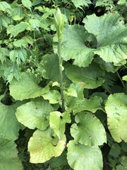 Cardiocrinum