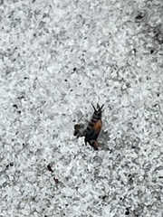 Neotridactylus archboldi