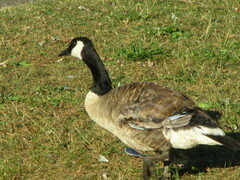 Branta canadensis