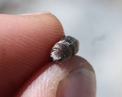 Nanularia cupreofusca