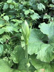 Cardiocrinum