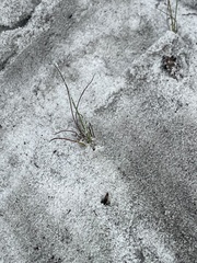 Neotridactylus archboldi