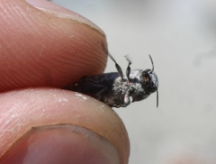 Nanularia cupreofusca
