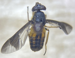 Chrysops striatus