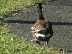 Branta canadensis