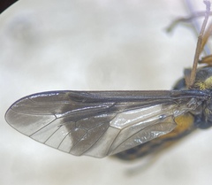 Chrysops striatus