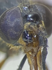 Chrysops striatus