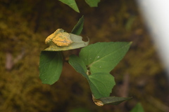Puccinia violae