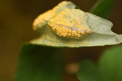 Puccinia violae