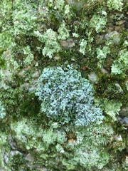 Physcia phaea