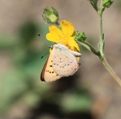 Tharsalea dorcas sangremar