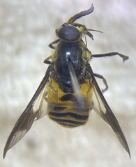 Chrysops venus
