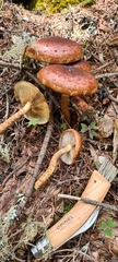 Hemistropharia