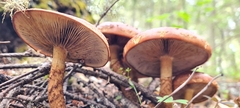Hemistropharia