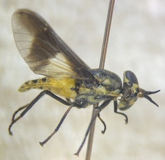 Chrysops venus
