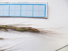 Elymus pendulinus