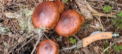 Hemistropharia