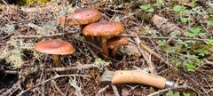 Hemistropharia