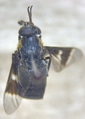 Chrysops cincticornis