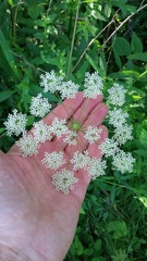 Cicuta maculata maculata