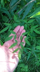 Cicuta maculata maculata