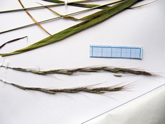 Elymus pendulinus