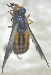 Chrysops striatus