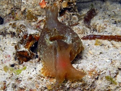 Aplysia oculifera
