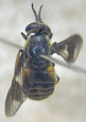 Chrysops frigidus