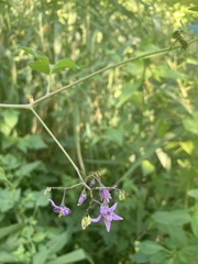 Solanum dulcamara