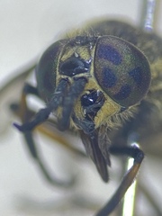 Chrysops frigidus