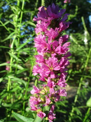Lythrum salicaria