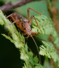 Rhabdomiris striatellus