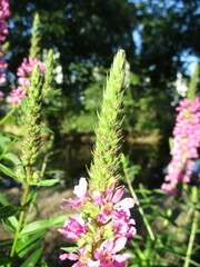 Lythrum salicaria
