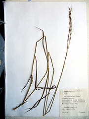Elymus pendulinus