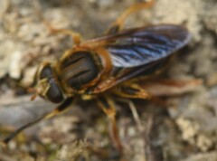 Teuchocnemis lituratus